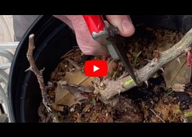 Watch our video explaining what a bud union is