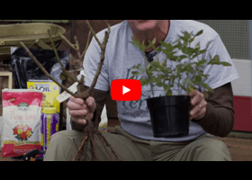 Watch our video explaining what the difference is between ownroot and container