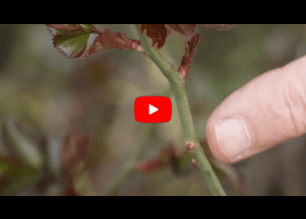 Watch our video explaining what a bud eye is