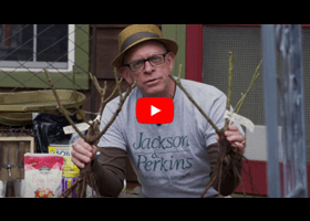 Watch our video explaining what the difference is between ownroot and budded