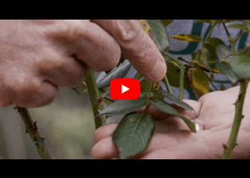 Watch our video about how and when to deadhead your roses