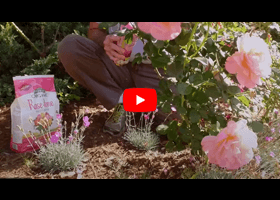 Watch our video about how and when to fertilize your roses