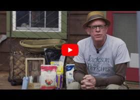 Watch this video about how to pick a rose