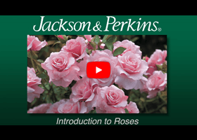 Watch our video introduction to roses