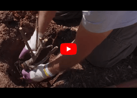 Watch our video about planting bareroot roses