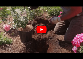 Watch our video about planting container roses