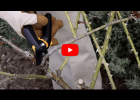 Watch our video about how and when to prune your roses