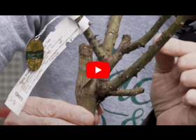 Watch our video explaining what a bud union is