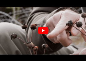 Watch our video explaining what a rose hip is