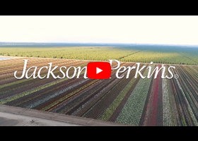 Watch our video about Jackson and Perkins roses