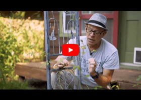 Watch our video about how to care for and train your climbing roses