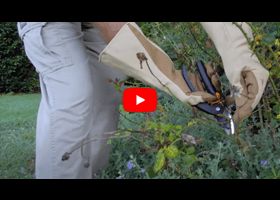 Watch our video about caring for your roses in summer