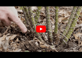 Watch our video explaining what a basal break is