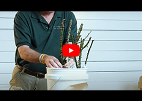 Watch our bareroot rose unboxing video