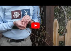 Watch our video explaining what a bud union is