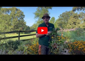 Watch our video explaining how to preparing your garden for fall flowering